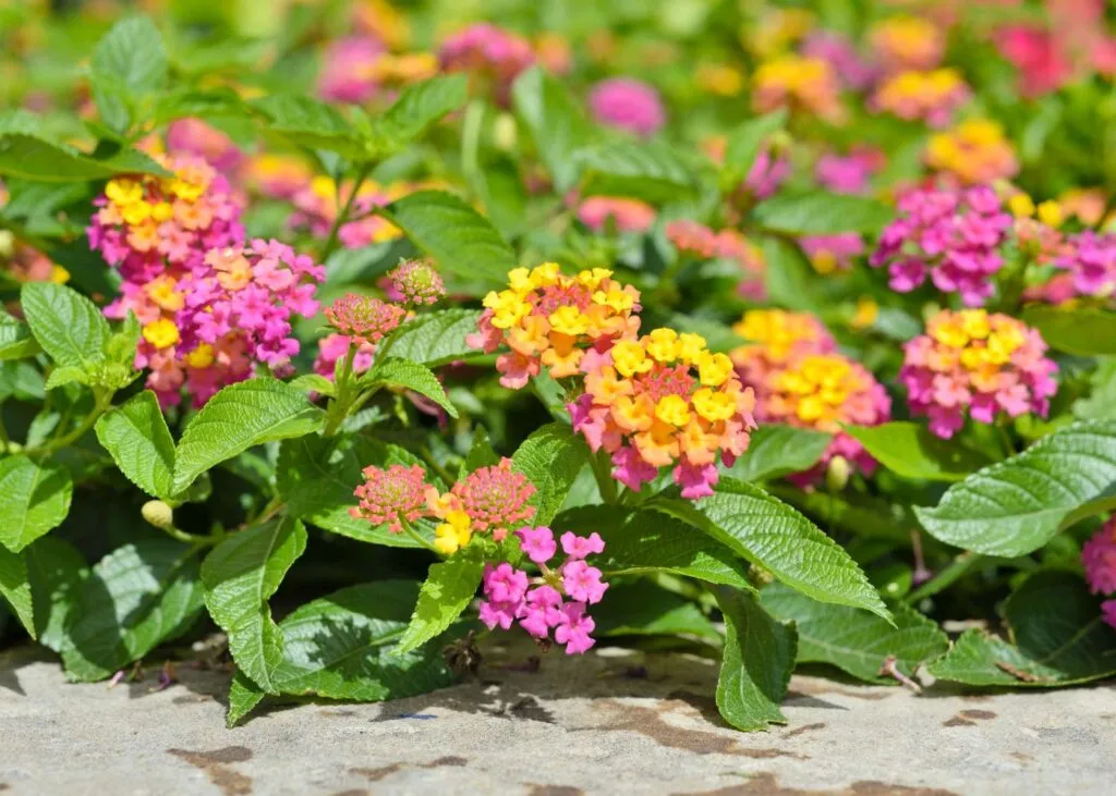 Plantas que mejor aguantan el verano en el centro de la península: especies resistentes a la sequía