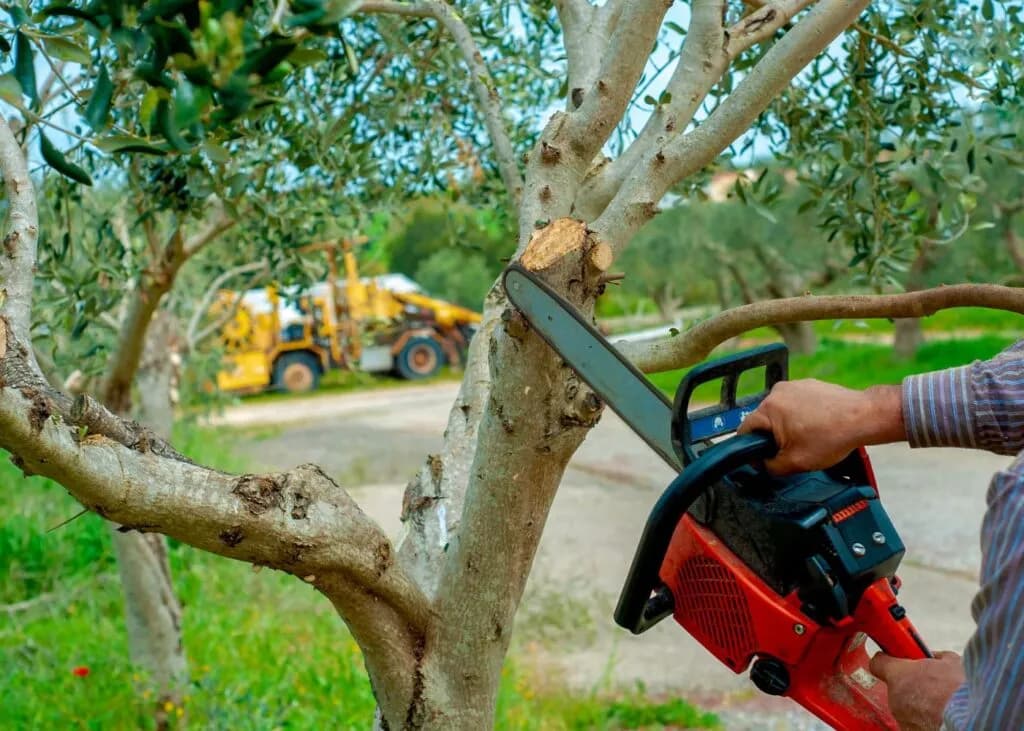 Por qué contratar una empresa profesional de jardinería: ventajas, garantías y los riesgos de contratar empresas no reguladas
